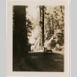 Car on side of road by trees (ddr-densho-426-2066)