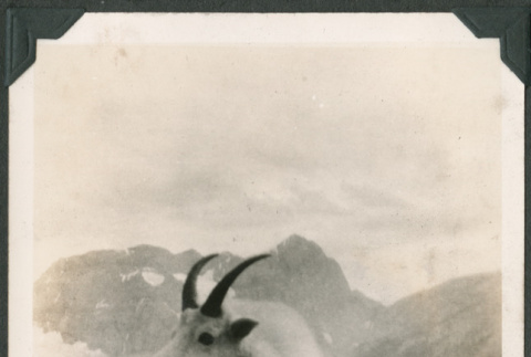 Postcard of mountain goat (ddr-densho-316-335)