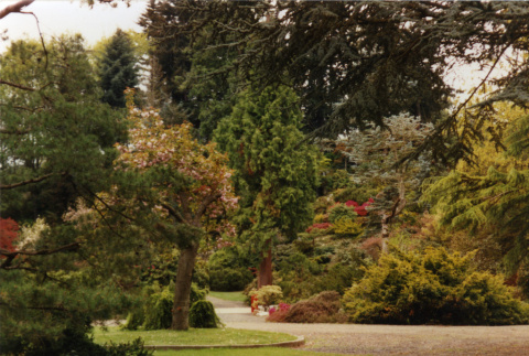 Kubota Garden, Heart Bridge in background (ddr-densho-354-1872)