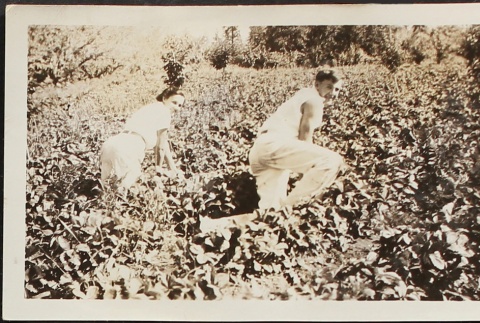 White brother and sister picking strawberries (ddr-densho-259-249)