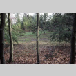 Beeches, looking toward bamboo.  180 degrees from view in 1081 (ddr-densho-354-1082)