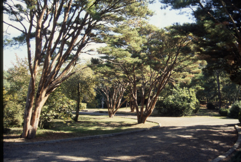 Tanyosho pines, gingko in distance (ddr-densho-354-2022)