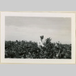 Two figures picking cotton (ddr-densho-37-955)