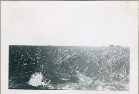 An onion field (ddr-densho-300-67)