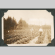 Photo of strawberry pickers (ddr-densho-483-211)