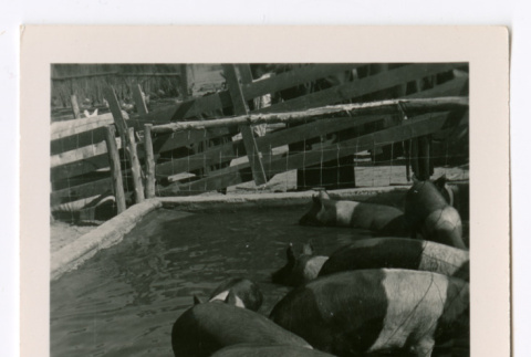 Pigs in water trough (ddr-densho-475-295)