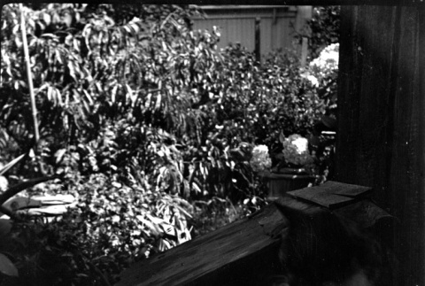 Cat in garden (ddr-densho-426-1725)