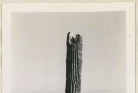 Saguaro damaged by lightning (ddr-densho-37-966)