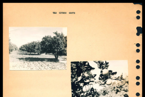Citrus grove; Apiary in the citrus grove (ddr-csujad-55-1441)
