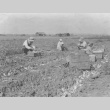 Harvesting onions (ddr-densho-107-12)