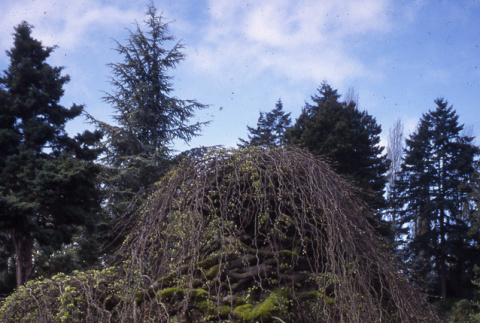 Camperdown elm in Stroll Garden (ddr-densho-354-1893)
