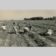 Camp inmates harvesting onions (ddr-densho-159-90)