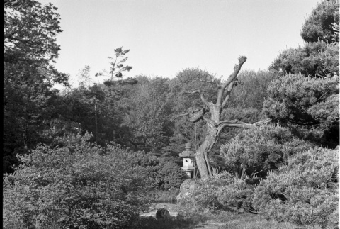 Eyeglass bridge, lantern, willow tree trunk (ddr-densho-354-1954)