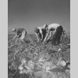 Former incarcerees from Los Angeles pulling beets in field near Milliken, Colorado (ddr-csujad-14-38)