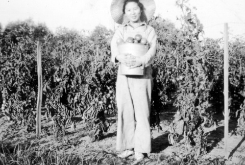Woman in a tomato field (ddr-densho-2-21)