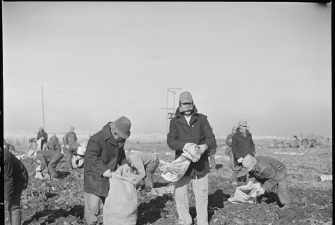Japanese American farmers digging potatoes (ddr-densho-37-87)