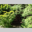Entrance to Sawara Cypress grove (ddr-densho-354-2847)