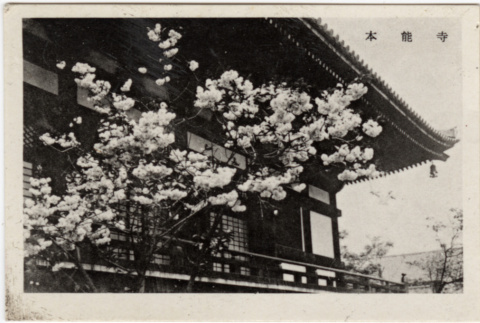 Japanese building with cherry tree (ddr-densho-426-855)