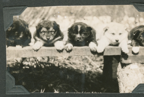 Puppies laying on deck (ddr-densho-540-131)