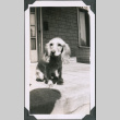 Photo of a dog (ddr-densho-483-1299)