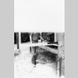 Half-developed photo of man working on wooden gate (ddr-densho-354-722)