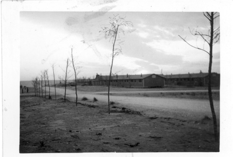 Newly planted trees in camp (ddr-densho-157-103)