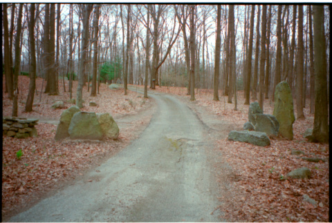 Forest drive (ddr-densho-377-2597)