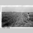 Japanese Americans harvesting onions (ddr-densho-37-710)