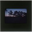 View of trees at dusk (ddr-densho-377-899)