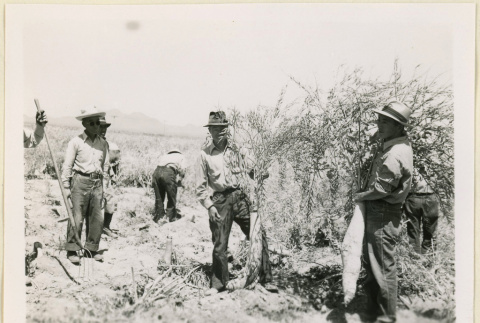 Men hold up daikon radishes (ddr-densho-37-1394)
