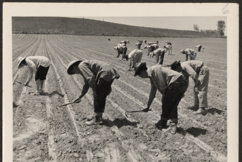 Field Labors (ddr-densho-287-150)
