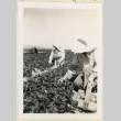 Workers picking strawberries (ddr-densho-37-1401)