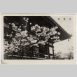 Japanese building with cherry tree (ddr-densho-426-855)