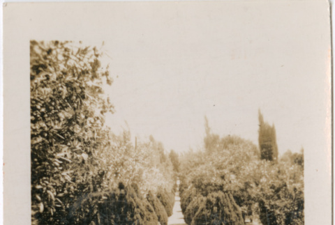 View of row of trees (ddr-densho-426-1951)