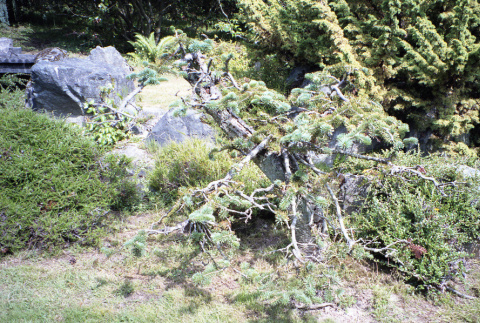 Pine near small bridge (ddr-densho-354-1520)