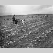 Men and women harvesting onions (ddr-fom-1-42)