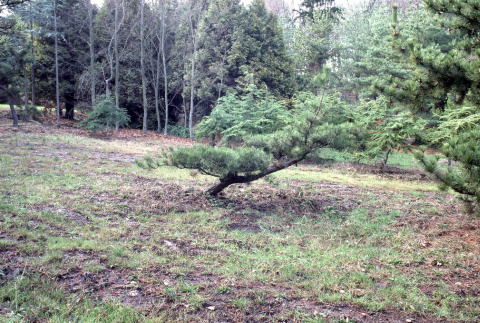 Japanese black pine (ddr-densho-354-1073)