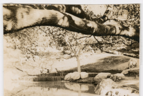Pond (ddr-densho-377-2251)