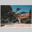 Tree (ddr-densho-377-1981)