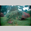 Small pine tree (ddr-densho-377-2421)