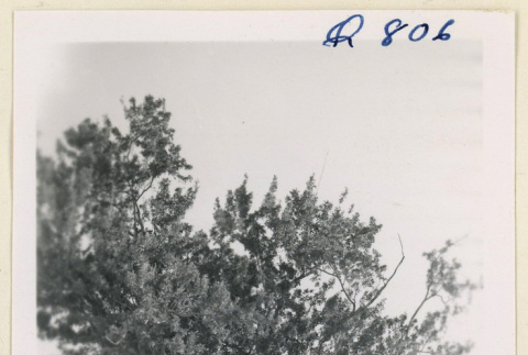 Tree at Gila River (ddr-densho-37-1809)