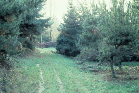 Former road to 51st Avenue, looking west (ddr-densho-354-2617)