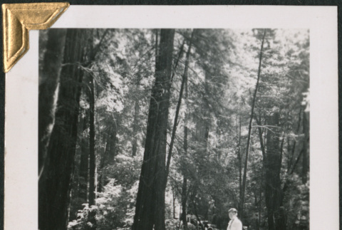 Man standing in woods (ddr-densho-434-134)
