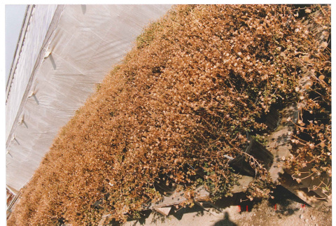 Frozen plants (ddr-densho-441-81)