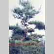 Fujitaro Kubota in a tree in the Garden (ddr-densho-354-471)