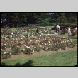 Rose Test Garden (ddr-one-1-524)