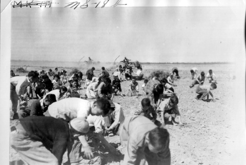 Japanese Americans gathering and burning sagebrush (ddr-densho-37-722)