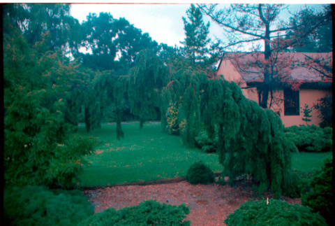 Pine tree (ddr-densho-377-2424)