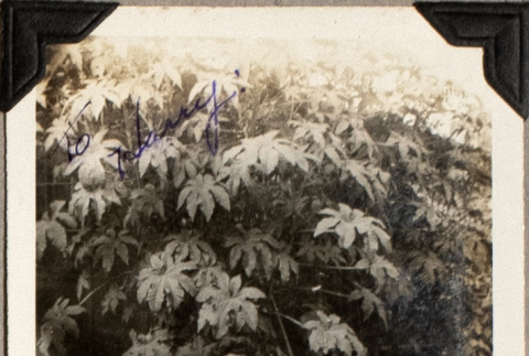 Woman sitting on lawn (ddr-densho-587-55)