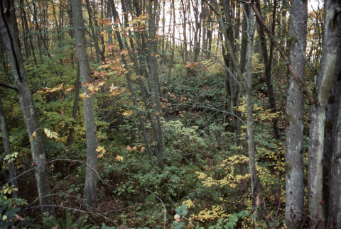 Pan left: wooded ravine, looking west southwest from maintenance road above creek (ddr-densho-354-1099)